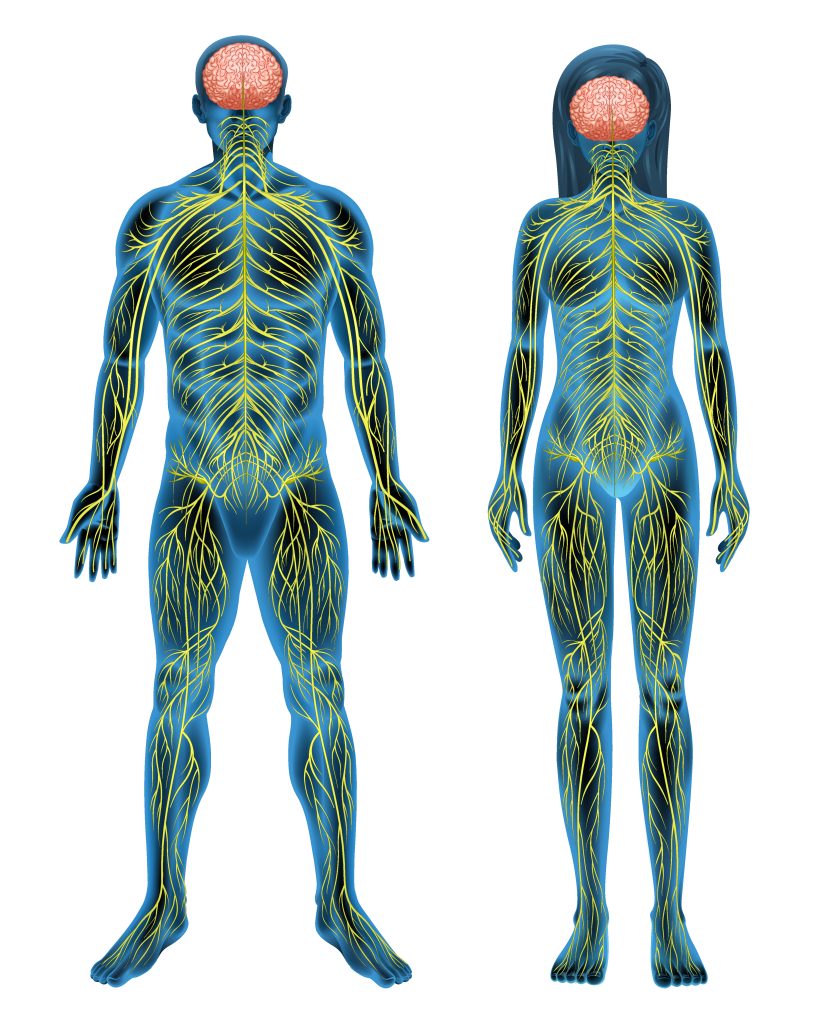 Human nervous system showing peripheral nerves